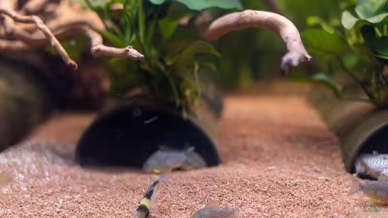 2020 Imperator Panzerwels von Diskus-Amanã (80)