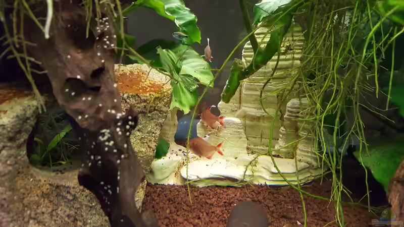 2021-01-02 Baben von Mario Bösch (16)