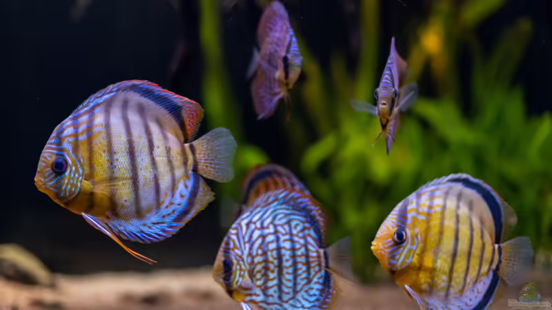 2021 Diskus WF Rio Tefe und WFNZ F2-Nhamunda,  Symphysodon aequifasciatus, Symphysodon haraldi  von Diskus-Amanã (76)