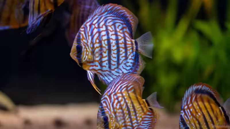 2021 Diskus WF Rio Tefe und WFNZ F2-Nhamunda,  Symphysodon aequifasciatus, Symphysodon von Diskus-Amanã (74)