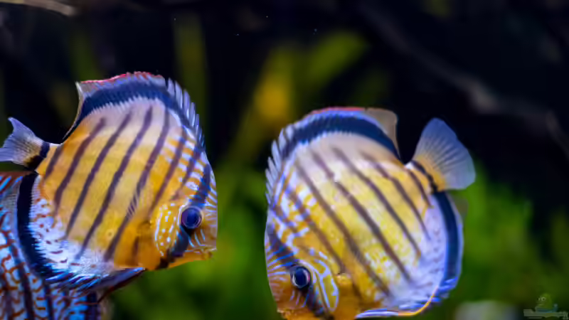 2021 Diskus WF Rio Tefe und WFNZ F2-Nhamunda,  Symphysodon aequifasciatus, Symphysodon von Diskus-Amanã (75)