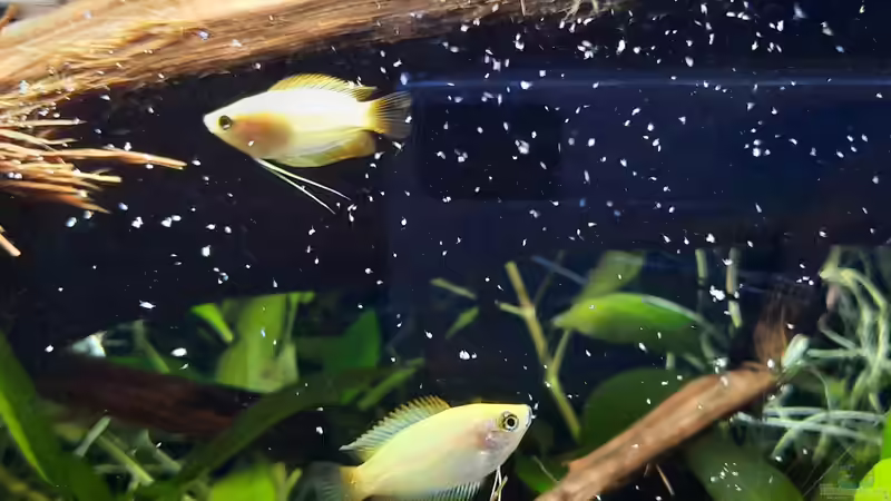 2022 der Neuanfang mit Honigguramis von Berlin42 (60)