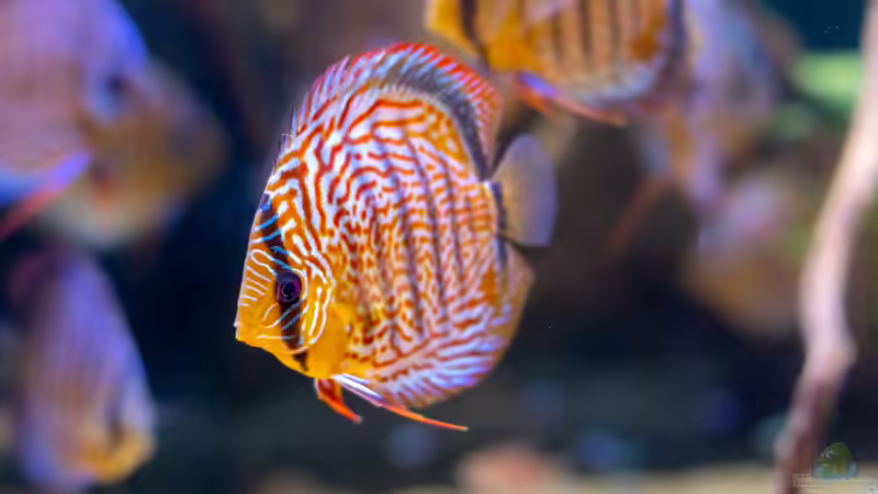 Aquarien mit Symphysodon aequifasciatus