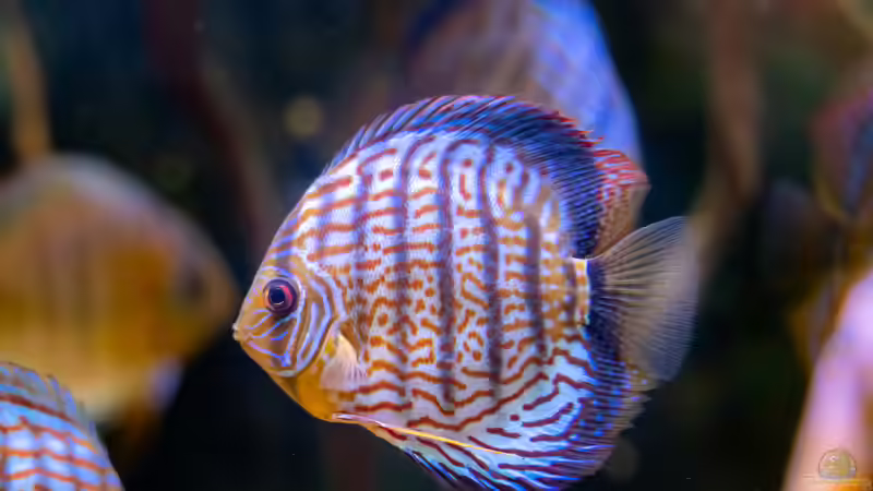 2023 Diskus  San Merah x Red Spotted Green,  Symphysodon aequifasciatus von Diskus-Amanã (31)