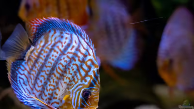 2023 Diskus San Merah x Red Spotted Green,  Symphysodon aequifasciatus, von Diskus-Amanã (30)