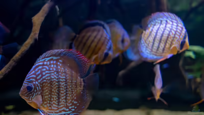 Aquarien mit Symphysodon aequifasciatus