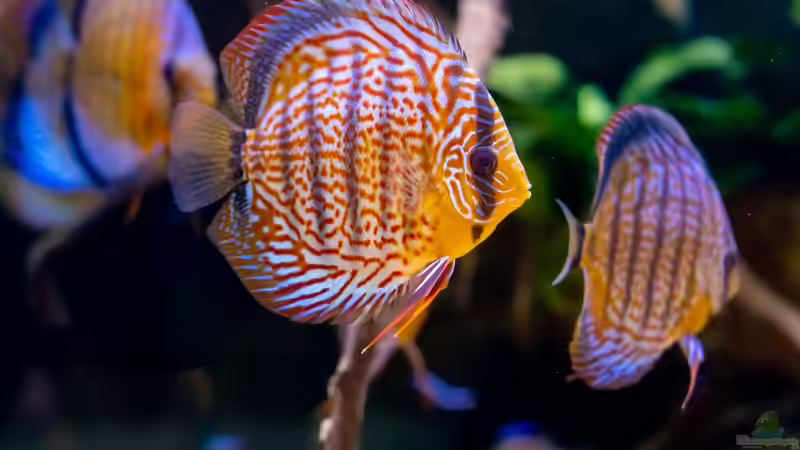 2023 Diskus San Merah x Red Spotted Green,  Symphysodon aequifasciatus von Diskus-Amanã (45)