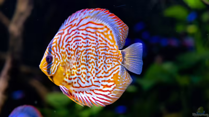 2023 Diskus San Merah x Red Spotted Green, Symphysodon haraldi  von Diskus-Amanã (37)