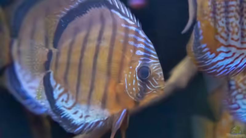 2023 Diskus WF Rio Tefe,  Symphysodon aequifasciatus,  von Diskus-Amanã (52)