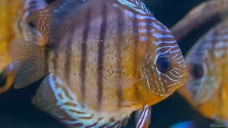 2023 Diskus WF Rio Tefe,  Symphysodon aequifasciatus von Diskus-Amanã (32)