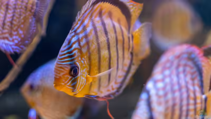 2023 Diskus WF Rio Tefe,  Symphysodon aequifasciatus von Diskus-Amanã (44)