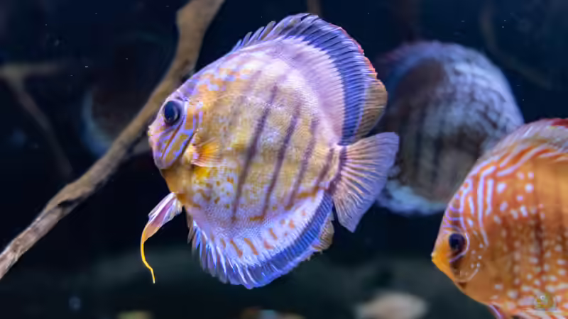 2023 Diskus WF Rio Tefe,  Symphysodon aequifasciatus von Diskus-Amanã (53)