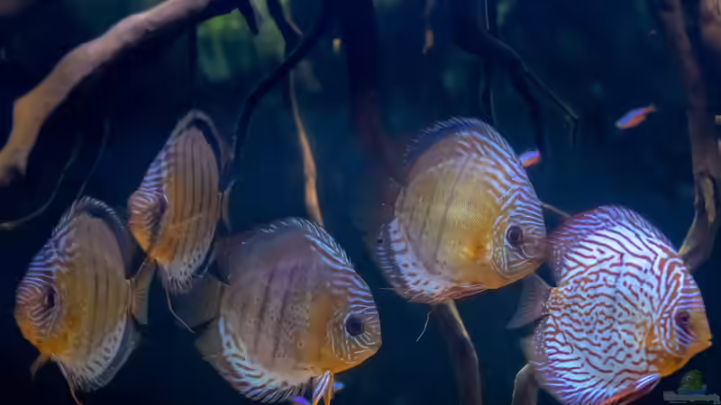 2023 Diskus WF Rio Tefe, WFNZ F2-Nhamunda,  Symphysodon aequifasciatus, Symphysodon haraldi  von Diskus-Amanã (28)