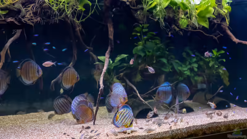 2023 Diskus WF Rio Tefe, WFNZ F2-Nhamunda, San Merah x Red Spotted Green,  Symphysodon aequifasciatus, Symphysodon haraldi  von Diskus-Amanã (3)
