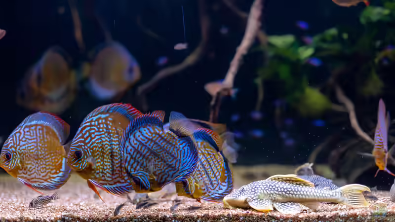 2023 Diskus WF Rio Tefe, WFNZ F2-Nhamunda, San Merah x Red Spotted Green,  Symphysodon aequifasciatus, Symphysodon haraldi  von Diskus-Amanã (40)