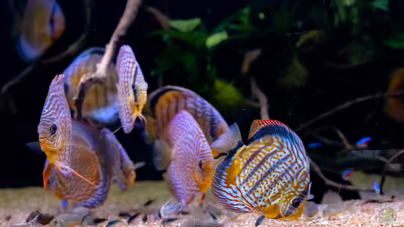 2023 Diskus WF Rio Tefe, WFNZ F2-Nhamunda, San Merah x Red Spotted Green,  Symphysodon aequifasciatus, Symphysodon haraldi  von Diskus-Amanã (47)