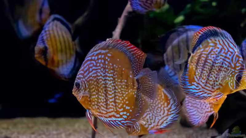 2023 Diskus WF Rio Tefe, WFNZ F2-Nhamunda, San Merah x Red Spotted Green,  Symphysodon aequifasciatus, Symphysodon haraldi  von Diskus-Amanã (48)