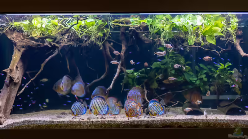 2023 Diskus WF Rio Tefe, WFNZ F2-Nhamunda, San Merah x Red Spotted Green,  Symphysodon aequifasciatus, Symphysodon haraldi  von Diskus-Amanã (5)