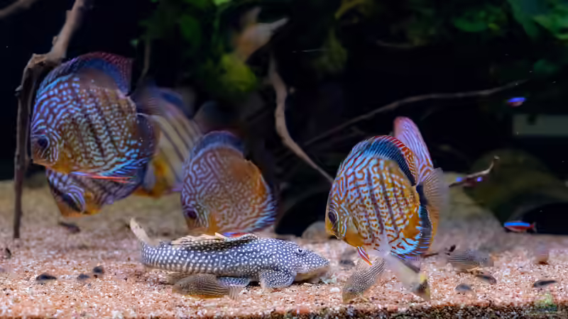 2023 Diskus WF Rio Tefe, WFNZ F2-Nhamunda, San Merah x Red Spotted Green,  Symphysodon aequifasciatus, Symphysodon haraldi  von Diskus-Amanã (54)