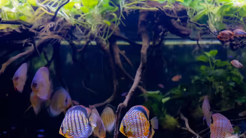 2023 Diskus WF Rio Tefe, WFNZ F2-Nhamunda, San Merah x Red Spotted Green,  Symphysodon aequifasciatus, Symphysodon haraldi  von Diskus-Amanã (57)