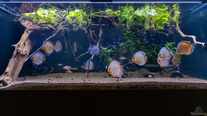 2023 Diskus WF Rio Tefe, WFNZ F2-Nhamunda, San Merah x Red Spotted Green,  Symphysodon aequifasciatus, Symphysodon haraldi  von Diskus-Amanã (6)