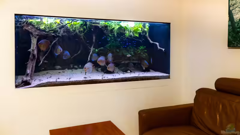 2023 Diskus WF Rio Tefe, WFNZ F2-Nhamunda, San Merah x Red Spotted Green,  Symphysodon von Diskus-Amanã (2)