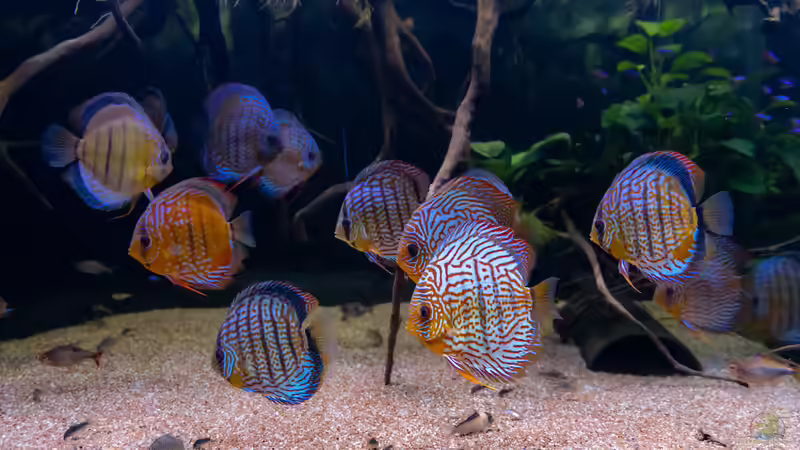 2023 Diskus WF Rio Tefe, WFNZ F2-Nhamunda, San Merah x Red Spotted Green,  Symphysodon von Diskus-Amanã (29)