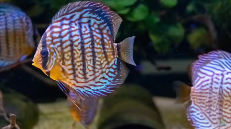 2023 Diskus WFNZ F2-Nhamunda,   Symphysodon haraldi  von Diskus-Amanã (56)