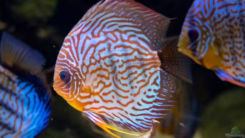 2023 Diskus WFNZ F2-Nhamunda,  Symphysodon haraldi  von Diskus-Amanã (50)