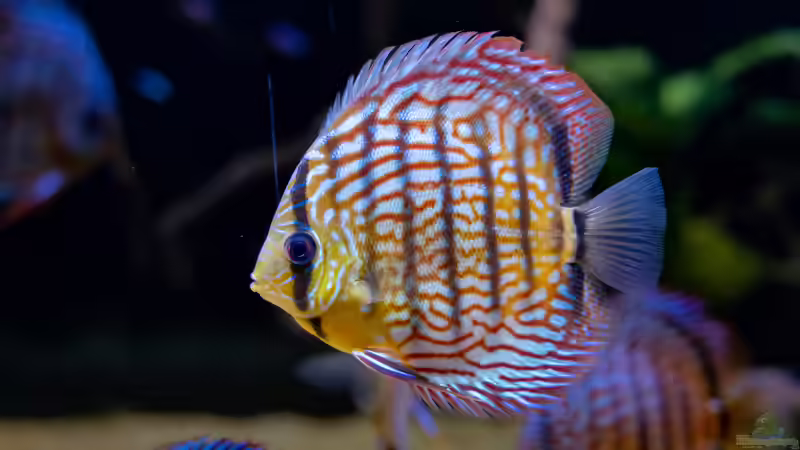 2023 Diskus WFNZ F2-Nhamunda, Symphysodon haraldi  von Diskus-Amanã (41)