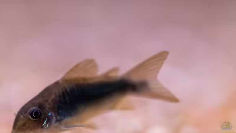 2023 Metallpanzerwels, Corydoras aeneus  von Diskus-Amanã (66)