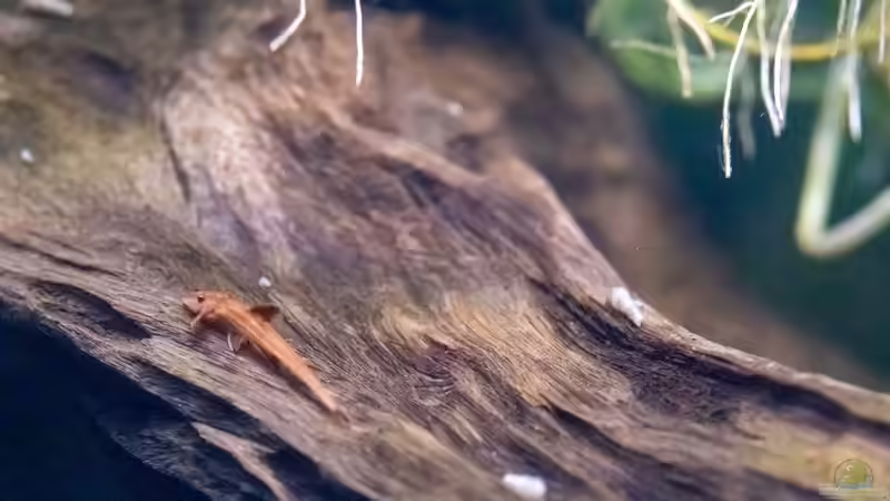 2023 Roter Hexenwels, Rineloricaria spec. von Diskus-Amanã (64)