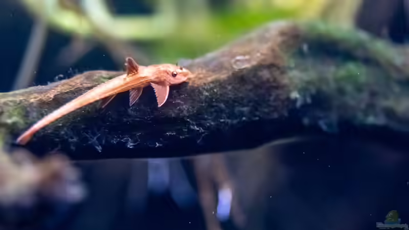 2023 Roter Hexenwels, Rineloricaria spec. von Diskus-Amanã (65)