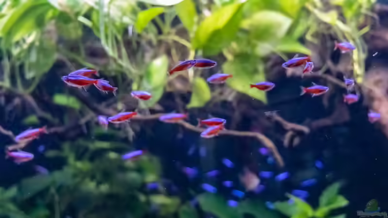 2023 Roter Neon, Paracheirodon axelrodi  von Diskus-Amanã (61)