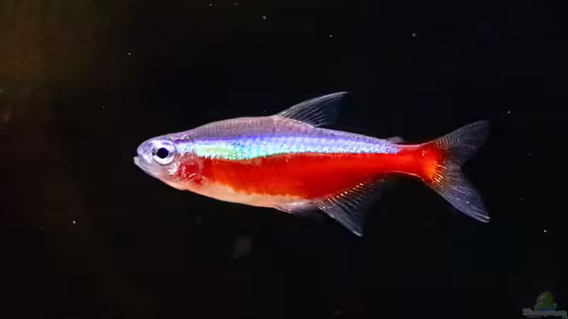 2023 Roter Neon, Paracheirodon axelrodi  von Diskus-Amanã (72)