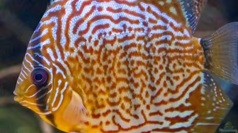 2023 San Merah x Red Spotted Green,  Symphysodon aequifasciatus von Diskus-Amanã (49)