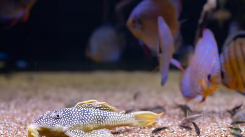 2023 Sonnenwelse L14, Scobinancistrus aureatus von Diskus-Amanã (51)