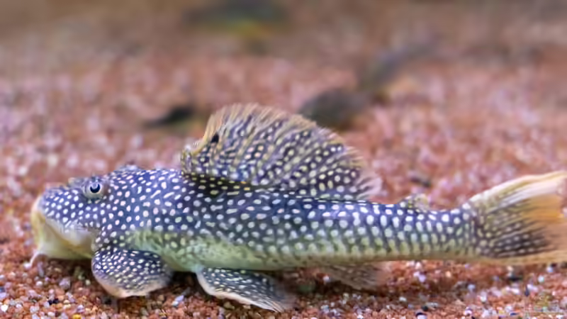 2023 Sonnenwelse L14, Scobinancistrus aureatus von Diskus-Amanã (67)