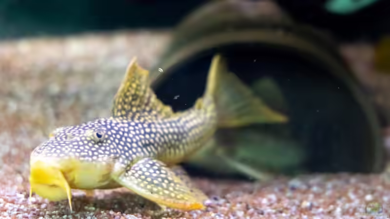 2023 Sonnenwelse L14, Scobinancistrus aureatus von Diskus-Amanã (68)