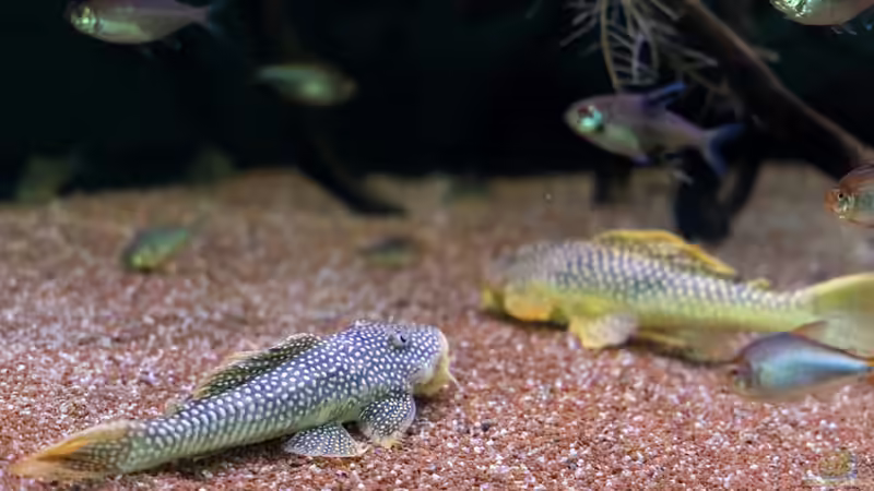 2023 Sonnenwelse L14, Scobinancistrus aureatus von Diskus-Amanã (70)