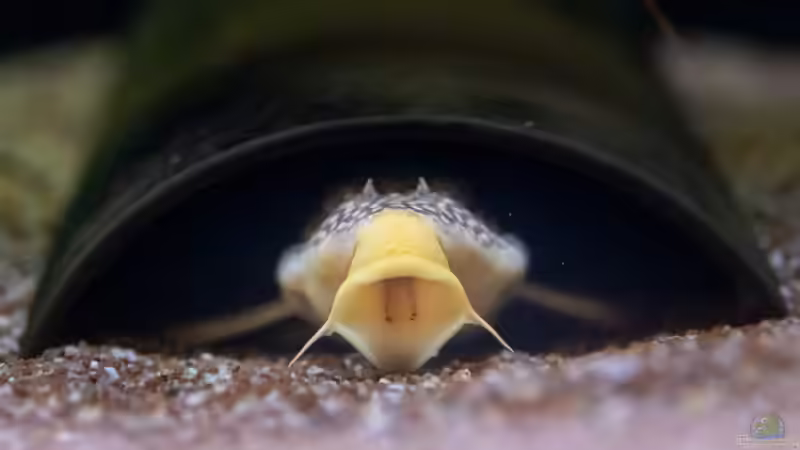 Aquarien mit Scobinancistrus aureatus (Sonnenwels, L 14)