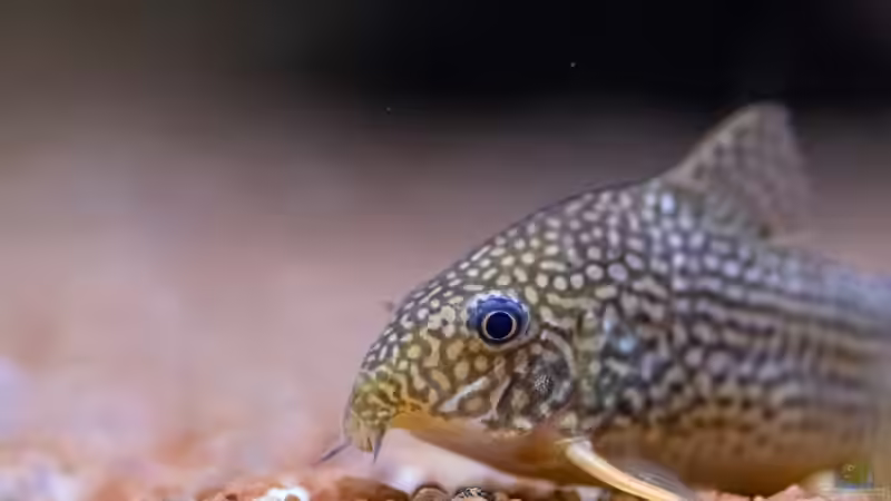 2023 Sterbai Panzerwels, Corydoras sterbai  von Diskus-Amanã (62)