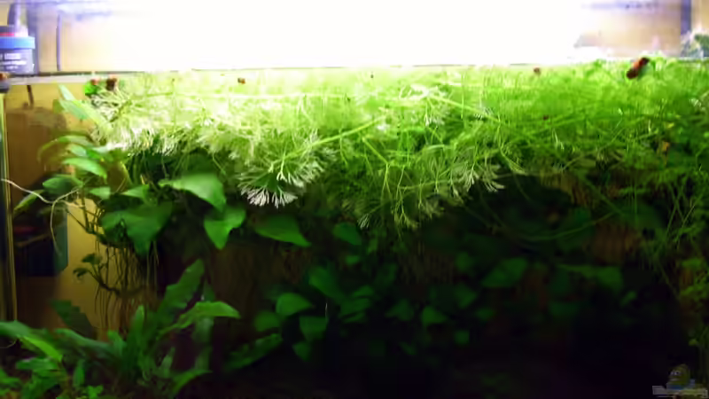 2025 ... Die Wildform ist schwer zu entdecken ... von Roland Saager (5)