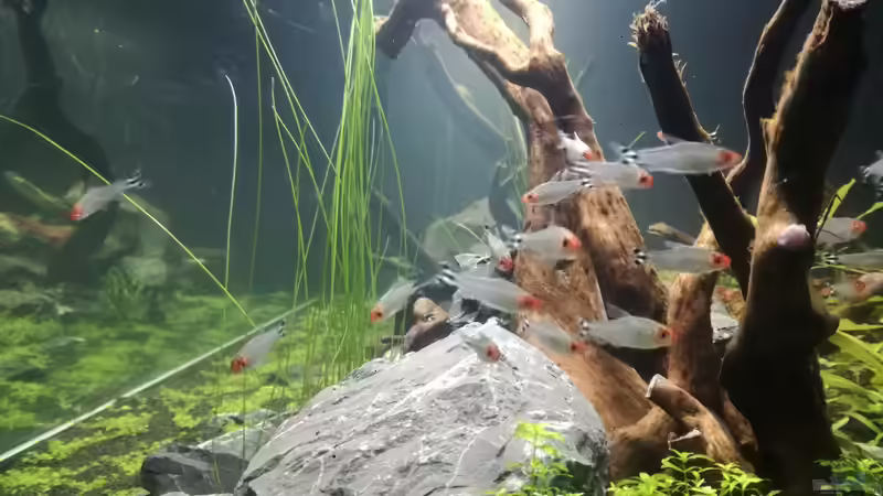 20min nach dem Einsetzen von Niederbayer_Andee (19)