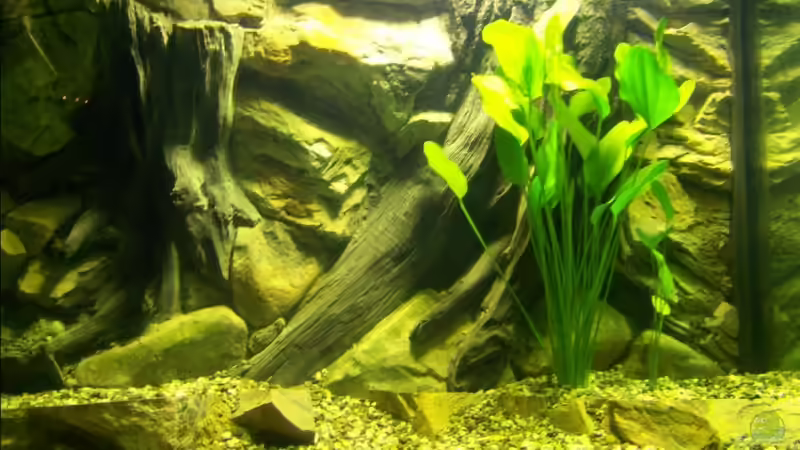 21.01.08 - Echinodorus argentinensis von Silke (12)