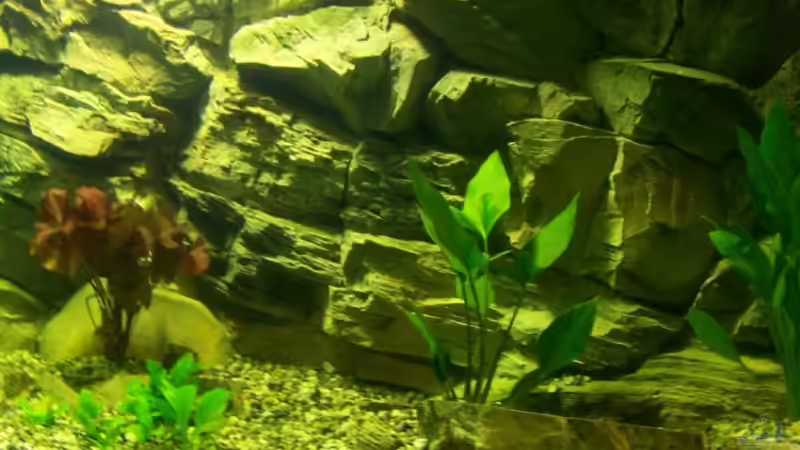 21.01.08 - rechts: Echinodorus bleheri; links rot: Nymphaea Zenkeri Rec; links unten: Echinodorus parviflorus von Silke (13)