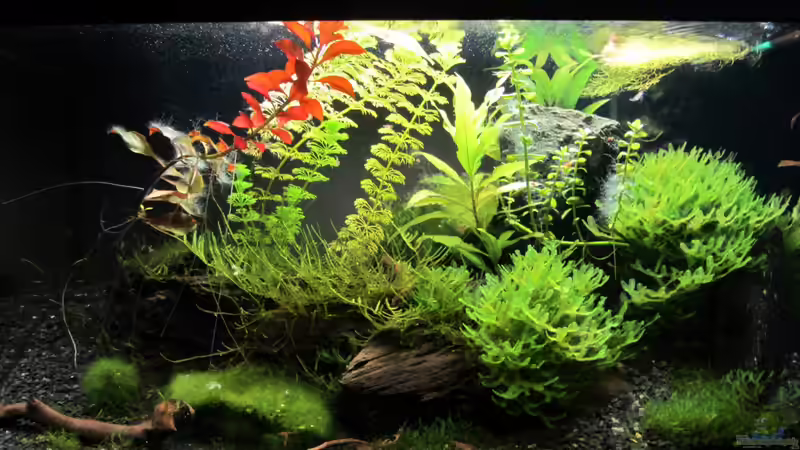 21.01.13 Algenprobleme mit neuer Leuchtröhre von Gonnos (5)