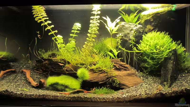 21.01.13 befallene Pflanzenteile entfernt von Gonnos (6)