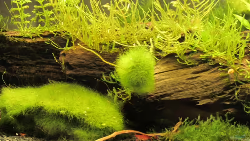 21.01.13 Wurzelpanorama von Gonnos (7)