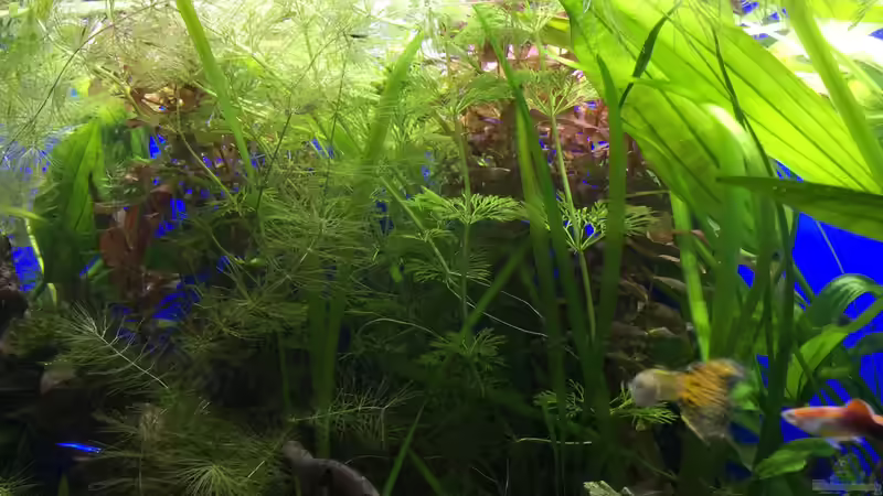 21.01.16 von .Andreas. (38)